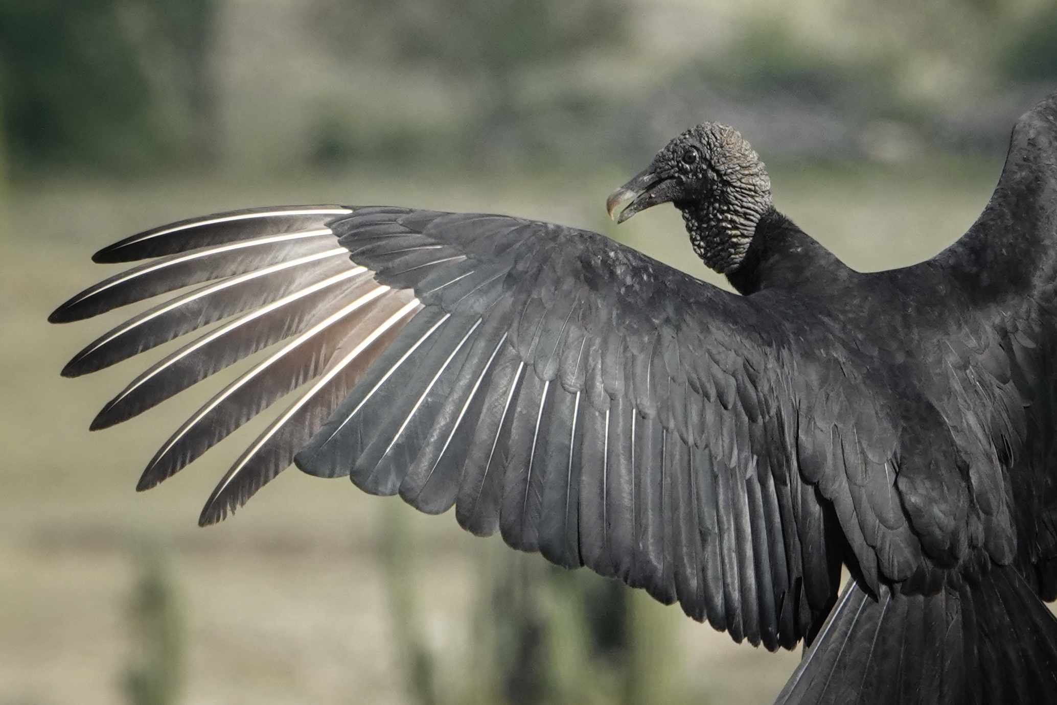 Oiseau noir en vol